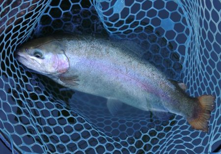 岸際のブラウンを狙い撃て ～岡崎トラウトポンド～